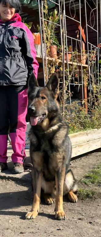 CZECH VERY TOP MALE FOR SPORT and BREEDING