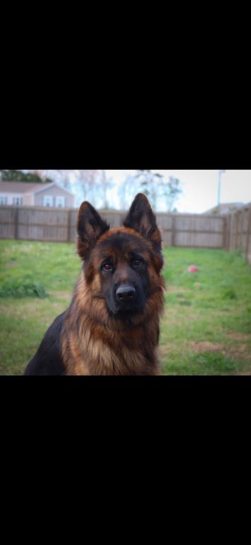 Lithium Vom fanino son for sale 