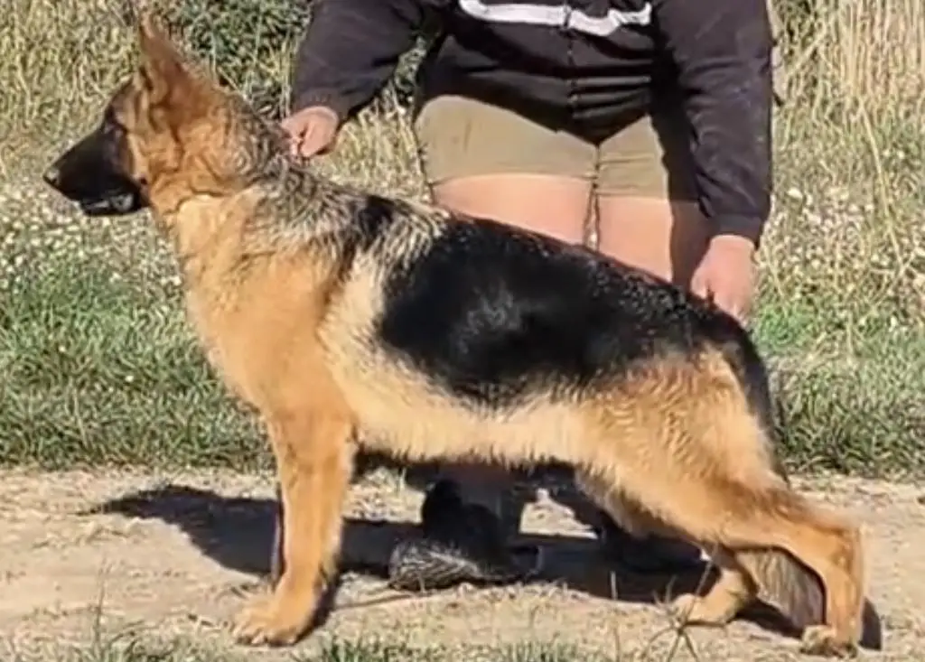 Top son of VASUR PRIMO MIO GRANDE