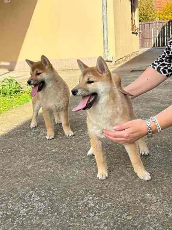 Shiba inu puppies from top parents