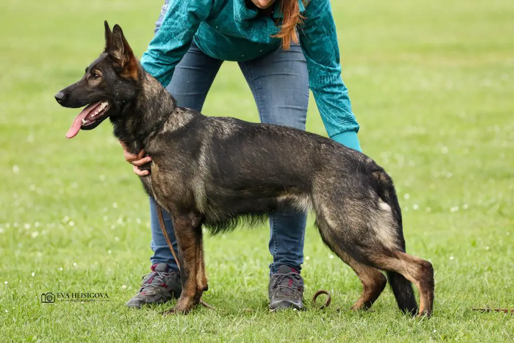 Dark sable breeding female IGP3