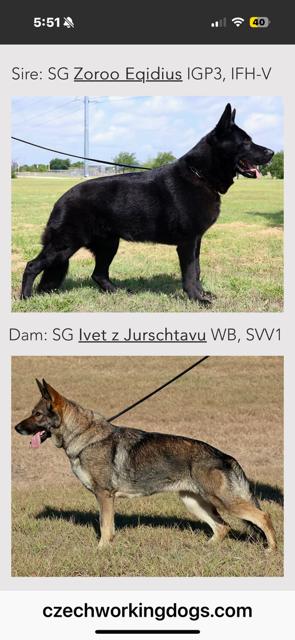 upcoming litter: