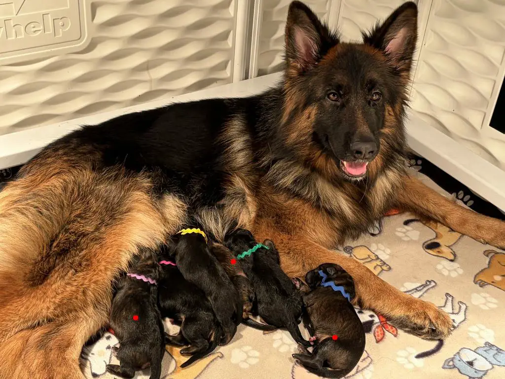 WGSL LC SABLE Females