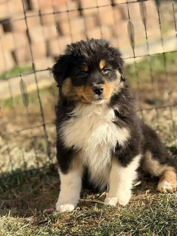 AKC & ASCA Australian Shepherd puppies! Parents ar