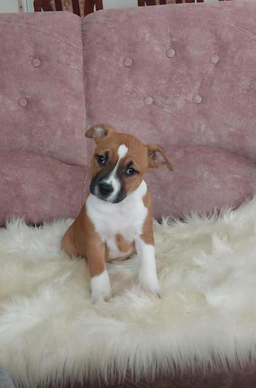 American Staffordshire Terrier Welpen