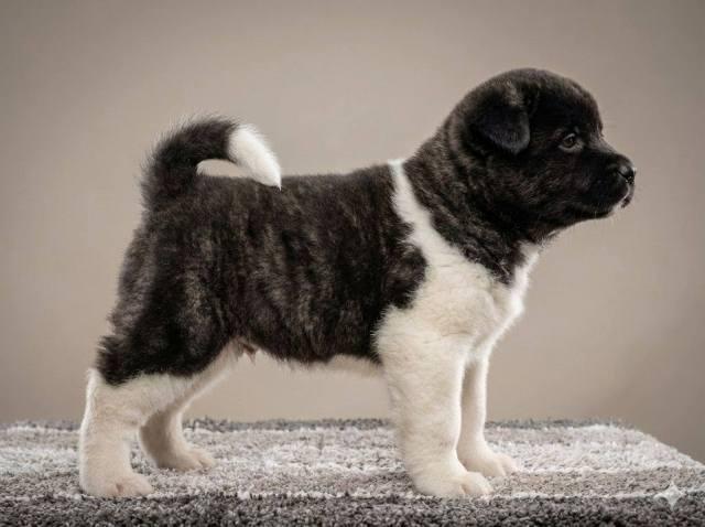 American Akita, top quality puppies
