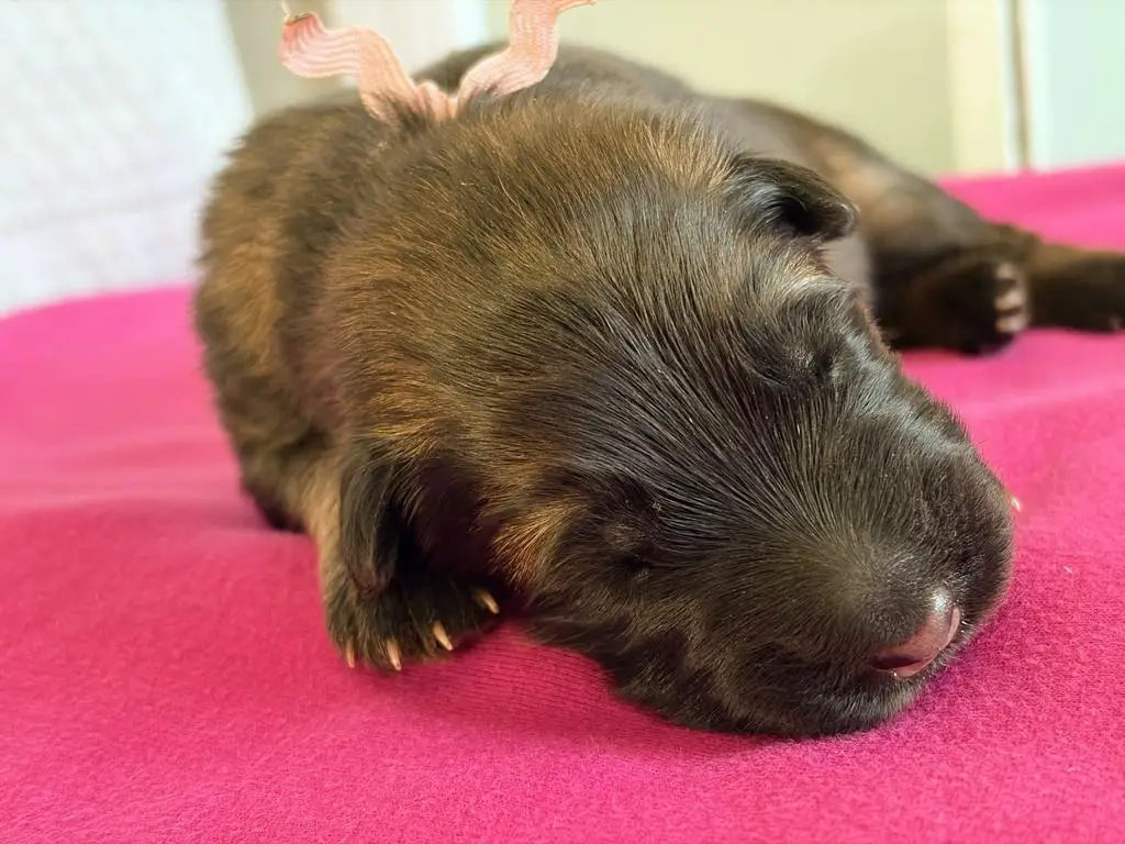 WGSL LC Sable Female