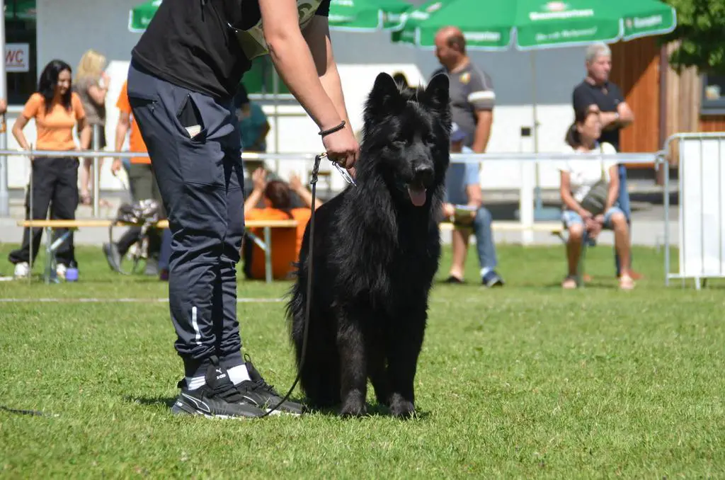 Solid black long haired male