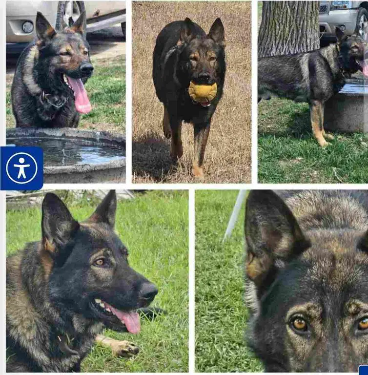 Czech/DDR Health tested