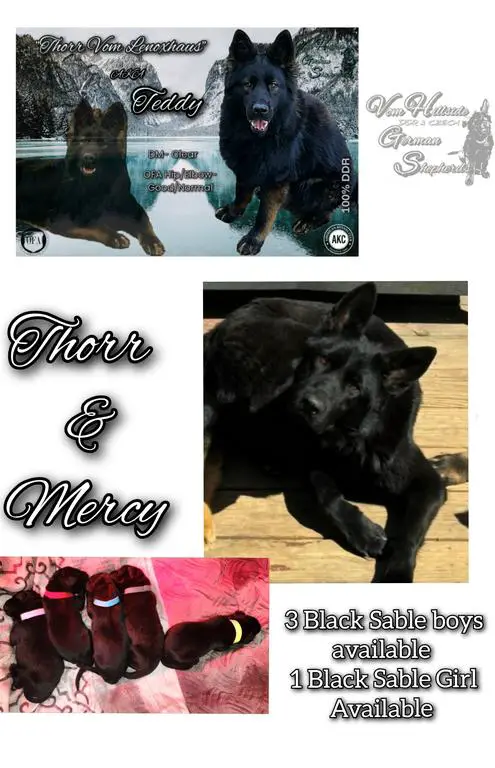 DDR/Czech German Shepherd Puppies