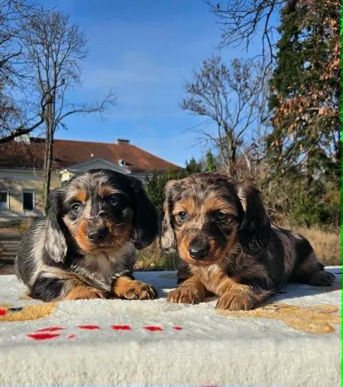 Long haired dachshund