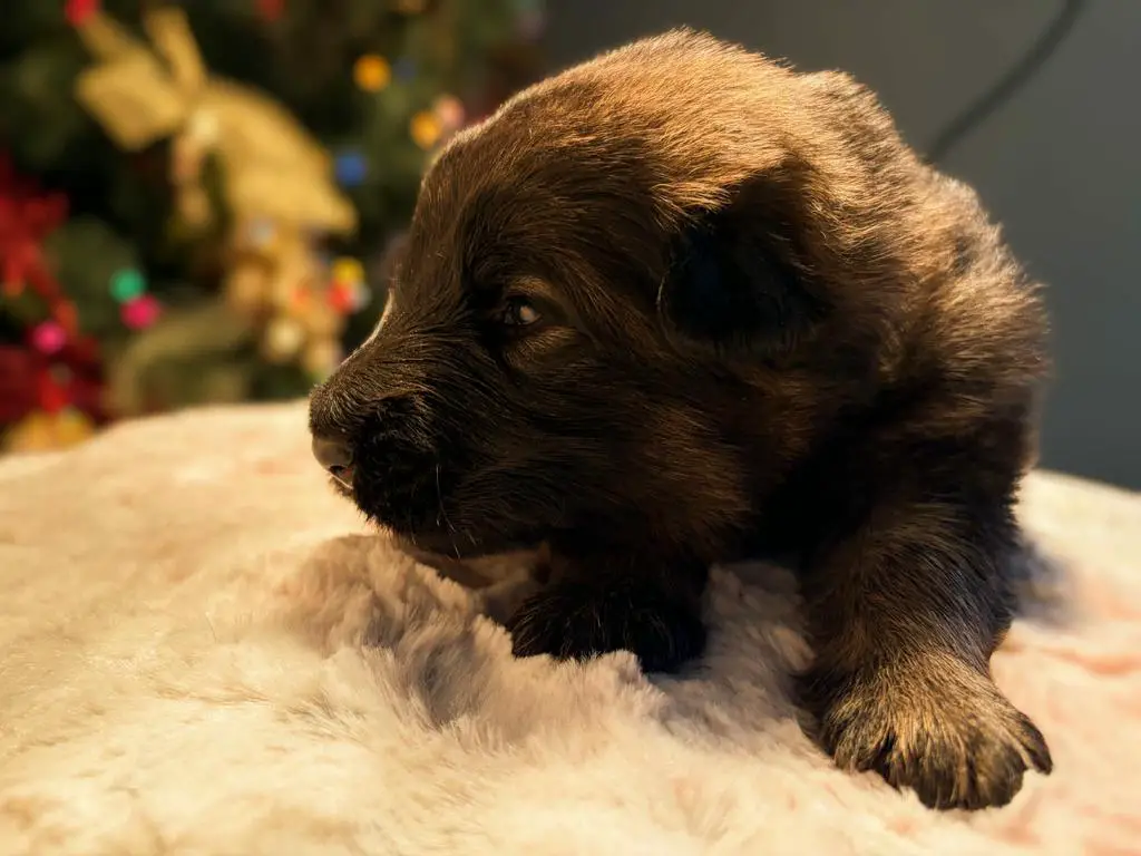 Import WGSL LC Litter Sable/ Black and Reds