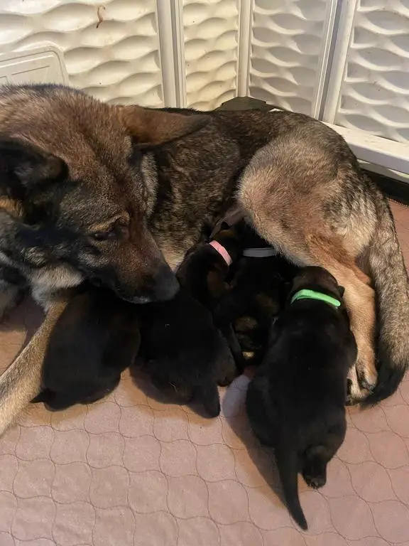 Working Line Puppies in New York!