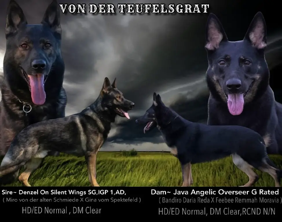 Czech / German workinglines super pedigree