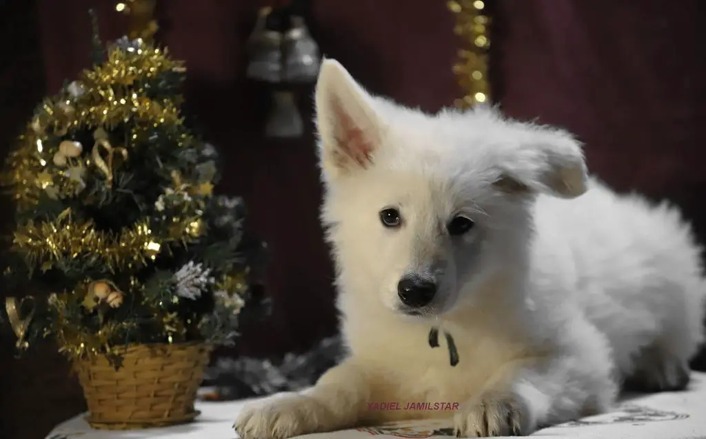 Yadiel Jamilstar Z litter türkiz green boy