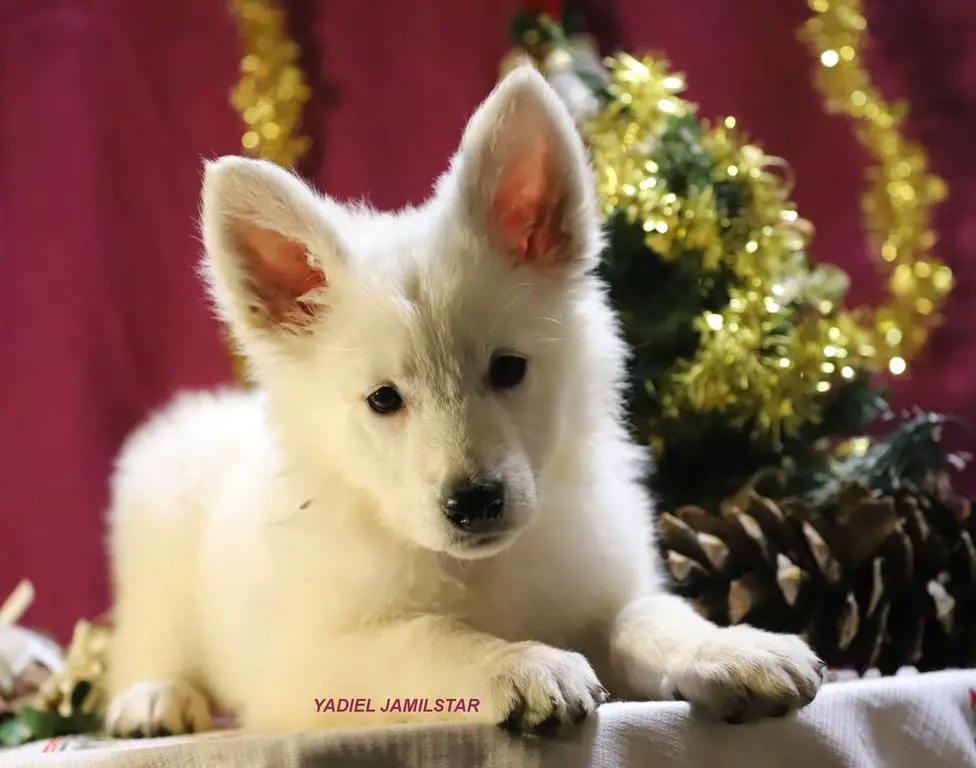 YADIEL JAMILSTAR Z LITTER PURPLE GIRL