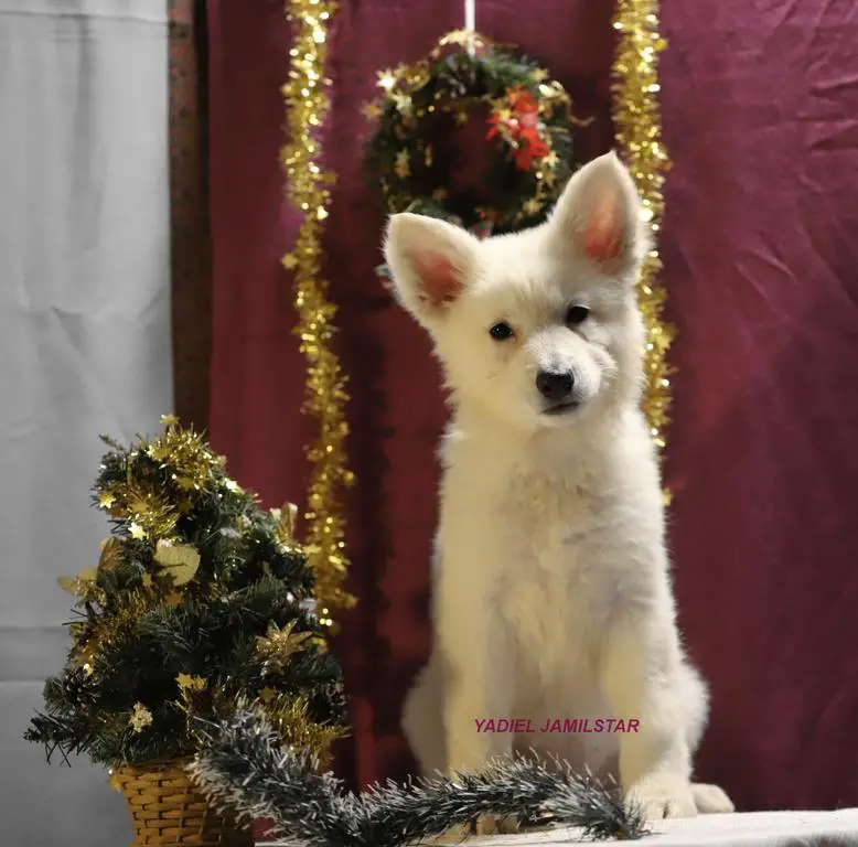 YADIEL JAMILSTAR  / Z  LITTER WHITE GIRL