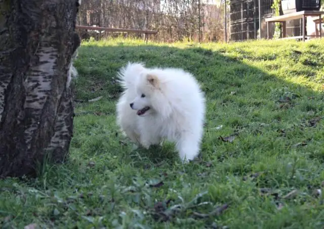 Samoyed puppy