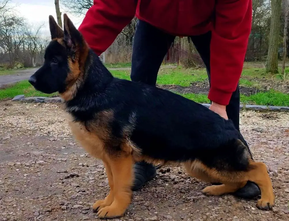 super show young male for sale