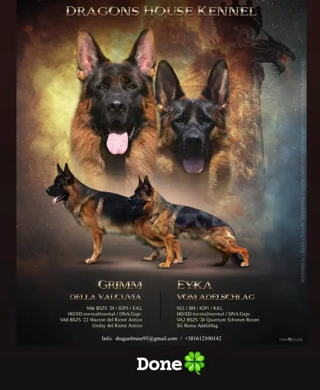 Va1 Grim della Valcuvia puppies