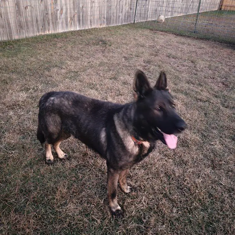 DDR/Czech Male, Large, Med./High drive..