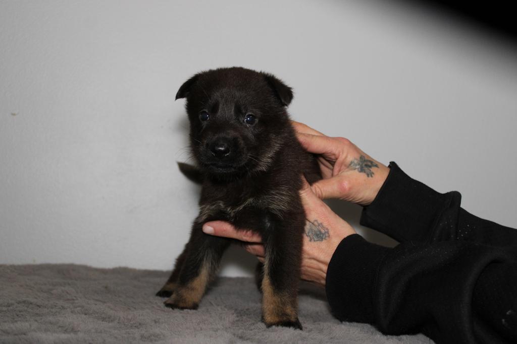 Puppy’s available super pedigree