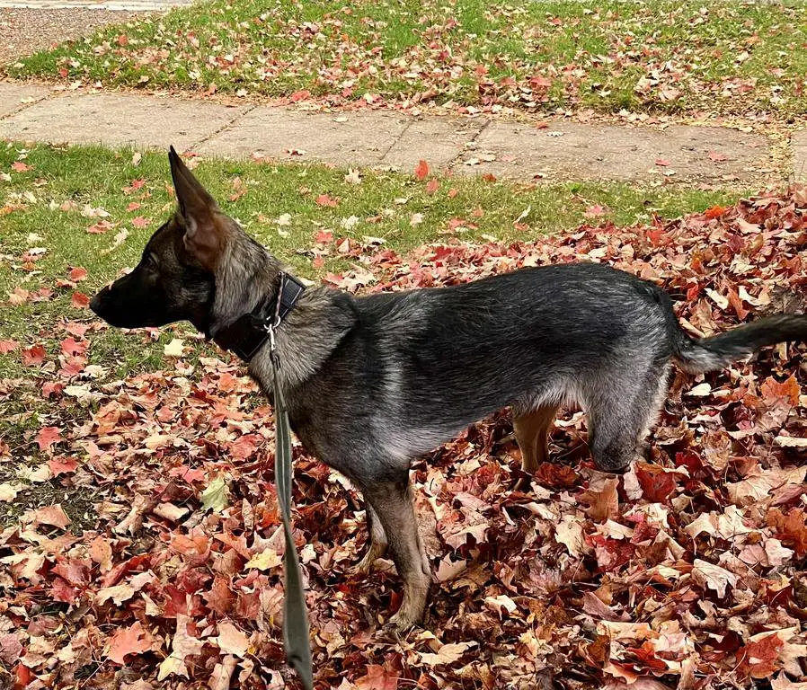 Imported female available