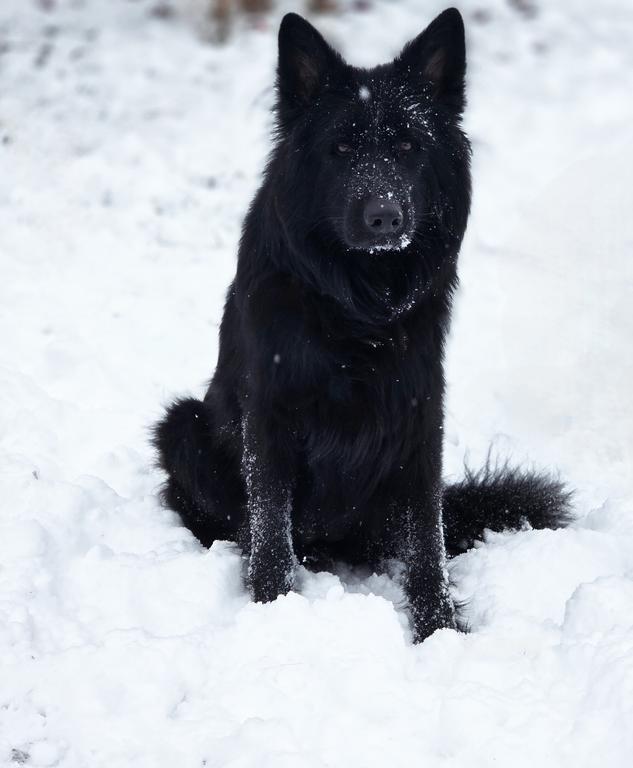 Solid black long haired female