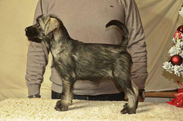 Medium schnauzer, female puppies