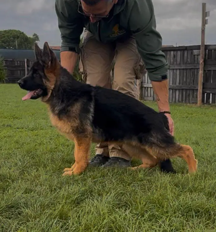 *V SANTOS DI CASA MASSARELLI SON*