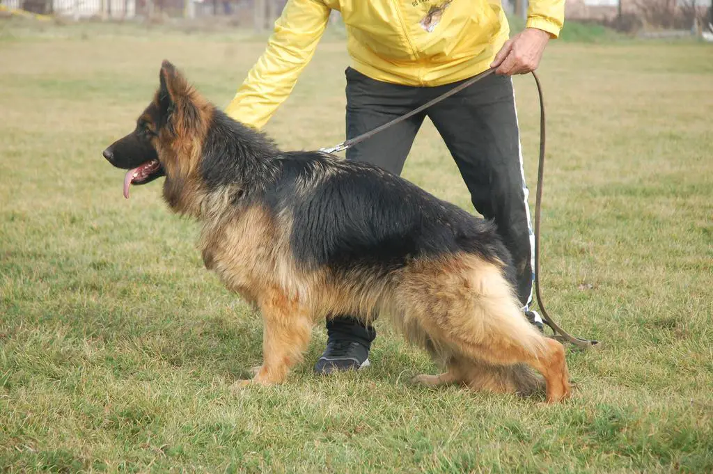 **Mated female longcoat**