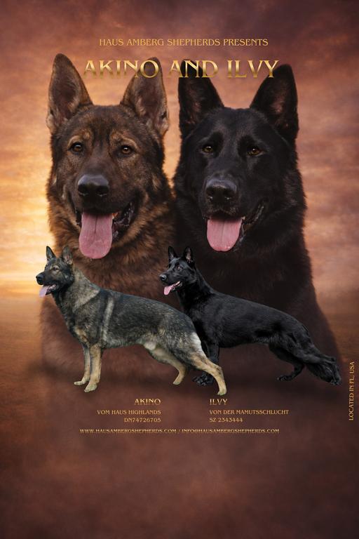 Working Line Litter: Direct EUROPEAN BLOODLINES