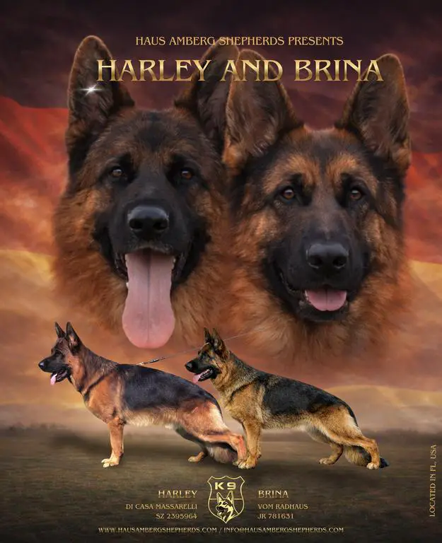 Showline Puppies, EUROPEAN BLOODLINES