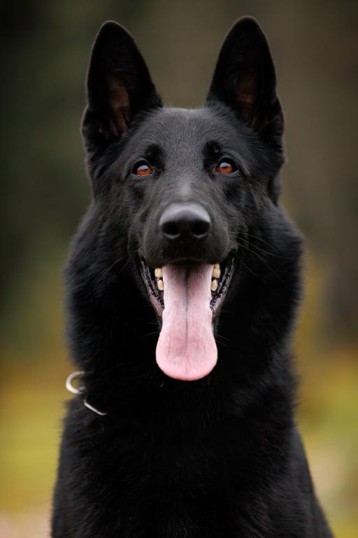 Male guard dog for sale