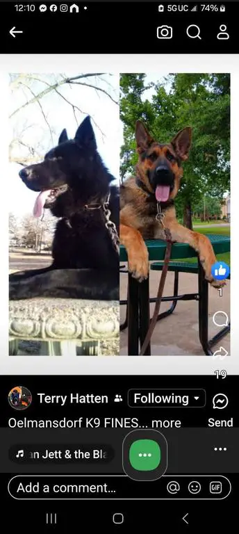 East German( Import)(DDR)* BREEDING ANNOUNCEME