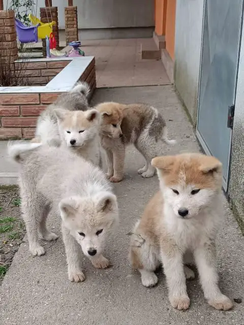 Japanese Akita puppies