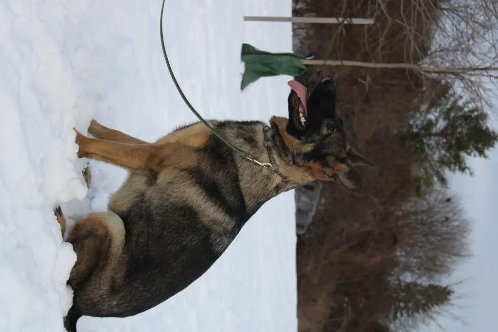 Female Available 1 year old DM Clear