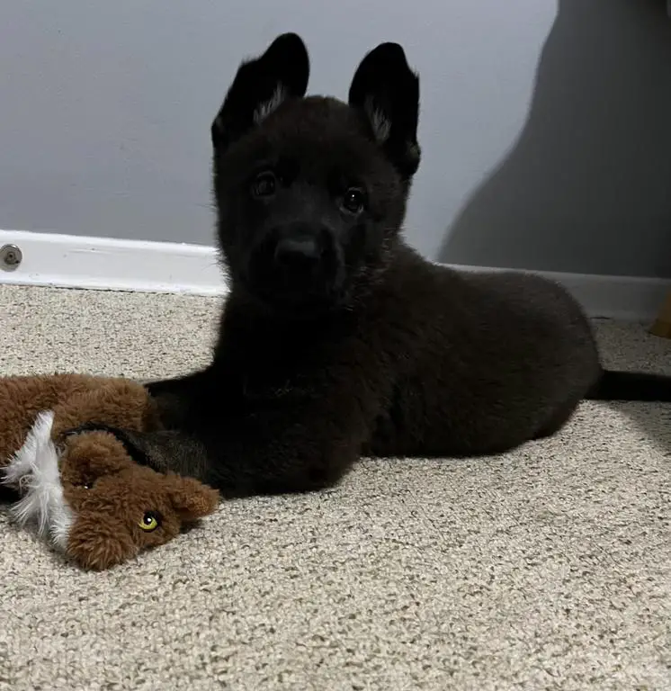 2 Bi Colour Males Available Super pedigree