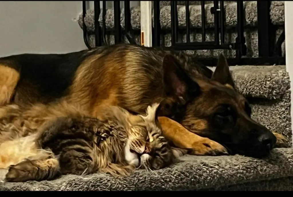 3 Year Old Neutered Male