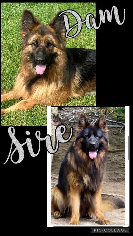 AKC Female Long Coat puppy