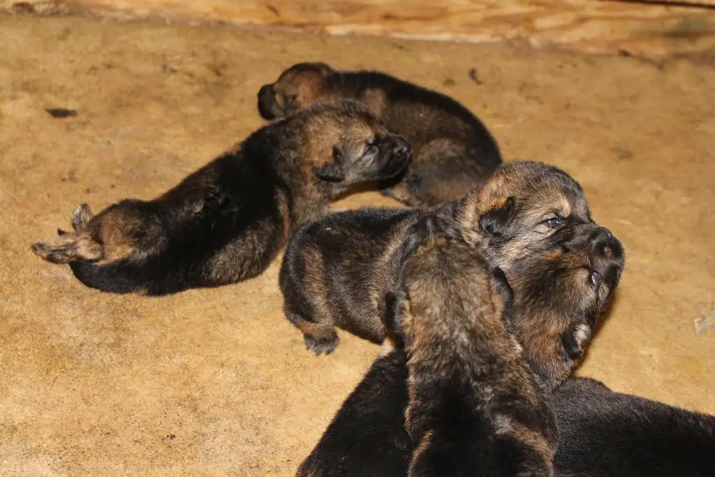 GERMAN SHEPHERD PUPS WORKING LINES