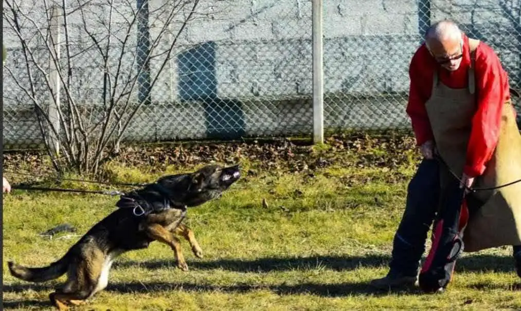 IMPORT FEMALE FOR SALE 3.8 YEARS OLD