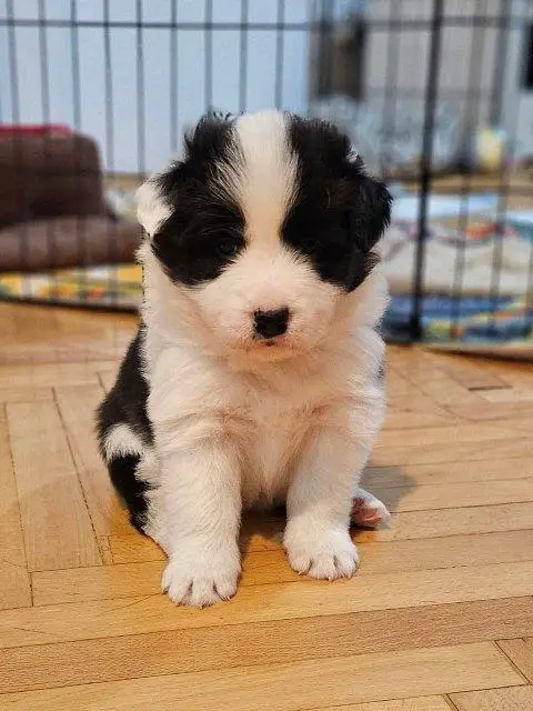 Border Collie puppies