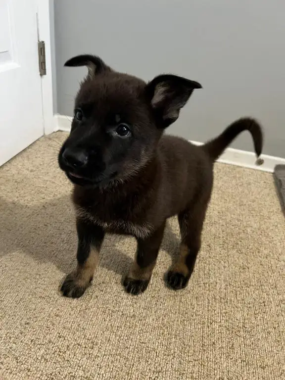 1 Male / 1 Female Available