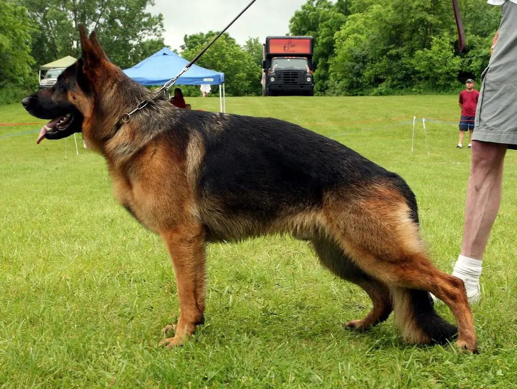 German Shepherd Breeder Wisconsin