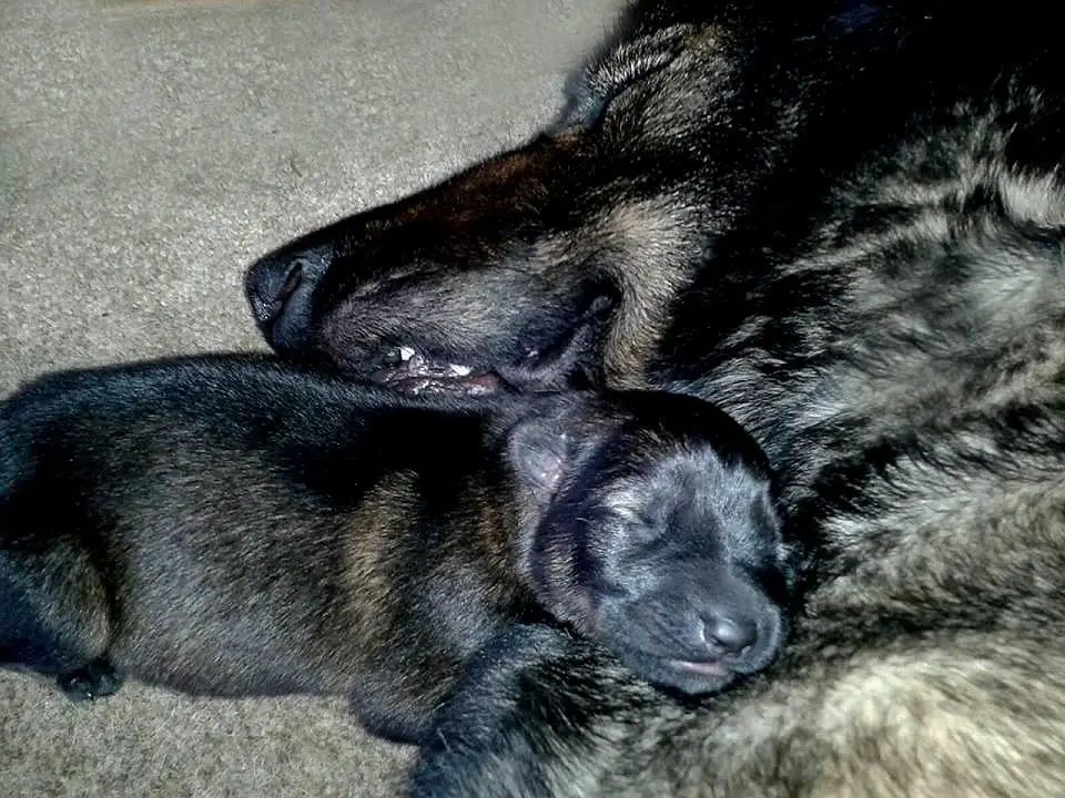 GERMAN SHEPHERD PUPS WORKING LINES