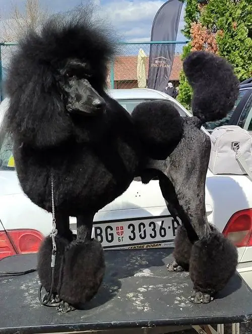 Top litter of LARGE POODLES