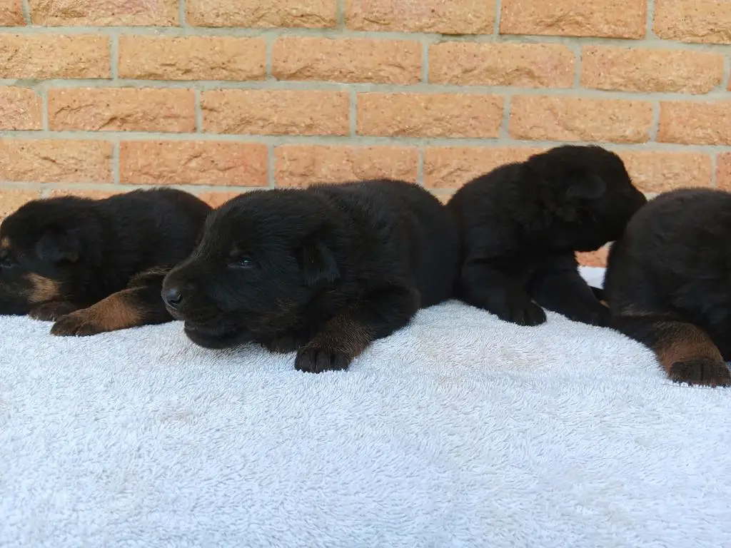 East German Pups 100 %(DDR)