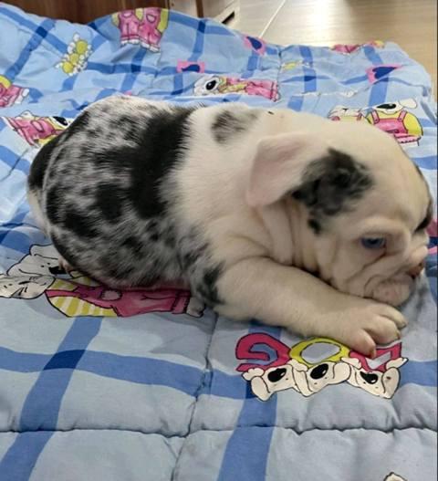 English Bulldog, beautiful puppies