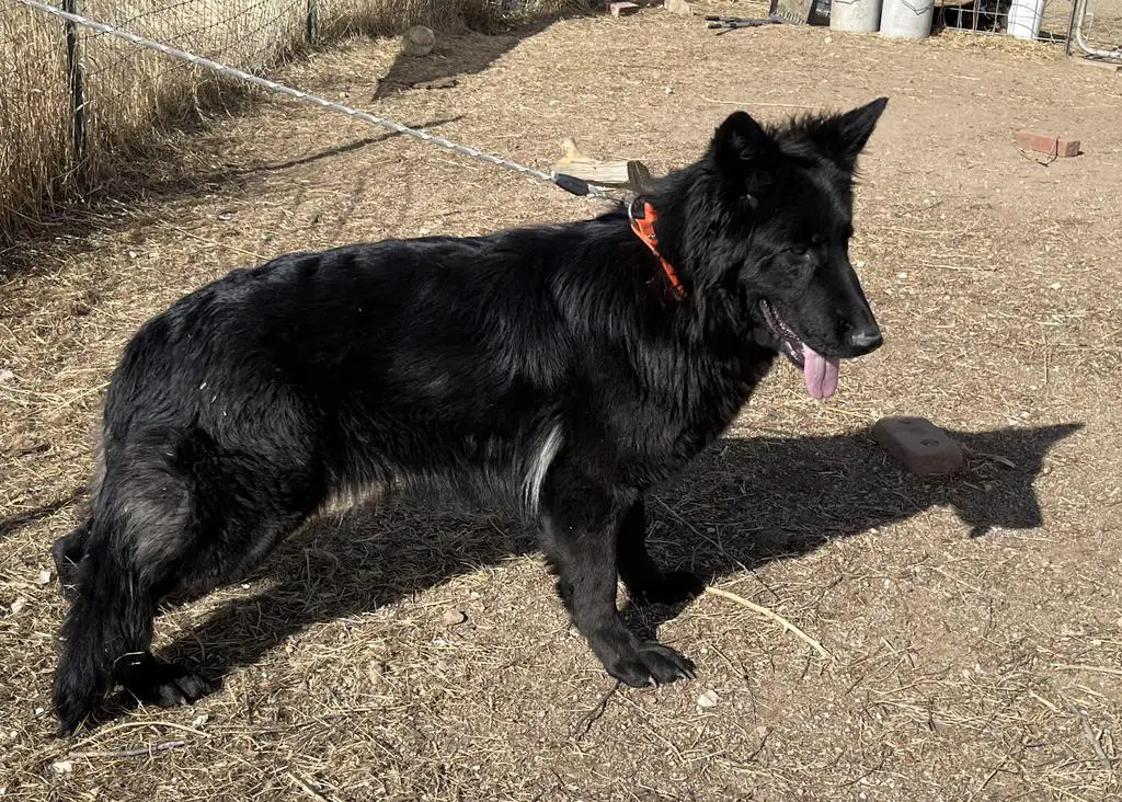 She is black with white